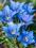 20 Gentiana  Gentiana Blue Diamond - jesienna