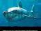 IMAX - OCEANICZNE PODRÓŻE: REKINY W NIEBEZPIECZEŃS