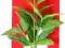AZZO ROTALIA MARCANDRA GREEN L (22CM)-Roślina