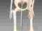 Szkielet człowieka, model 42 cm