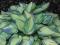 Hosta 'June' - Funkia CZERWIEC