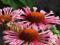 JEŻÓWKA QUILLS AND THRILLS* RURKOWATA *ECHINACEA