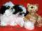 SHIH TZU dwa pieski z rodowodem ZKWP- FCI