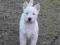 WEST HIGHLAND WHITE TERRIER suczka RODOWODOWA FCI