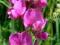 GROSZEK SZEROKOLISTNY Lathyrus latifolius 10NASION