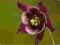 AQUILEGIA ORLIK PEŁNY WILLIAM GUINESS *OKAZJA*