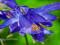 AQUILEGIA - ORLIK POJEDYNCZY ALPINA #OKAZJA#