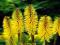 KNIPHOFIA - TRYTOMA MINISTER VERSCHUUR #OKAZJA#