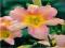 HEMEROCALLIS - LILIOWIEC CATHERINE WOODBERY OKAZJA