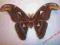 Motyl- Attacus atlas - Male !!!