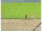 Trawa, jasnozielona, dł. 5 mm, 30 g, firmy NOCH