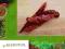 Papryka chili strąk - 40g od Radziowi