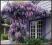 WISTERIA NIEBIESKA cudowne pnącze Sadzonki 30-40cm