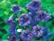 Piękny Dzwonek (Campanula) Bernice 1 szt.