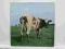 Pink Floyd  Atom Heart Mother  Horzu