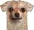 THE MOUNTAIN - Koszulka Chihuahua Face @ XL