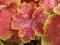 Heuchera 'Tiramisu' - Żurawka DWUBARWNA NOWOŚĆ !!!