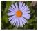ASTER ALPEJSKI -mix  ASTER ALPINUS 9