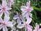 FLOKS SZYDLASTY CANDY STRIPES PHLOX SUBULATA.