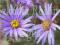 ASTER GAWĘDKA 'RUDOLF GOETHE' ASTER AMELLUS