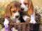 ! Puzzle 260 Castorland B-26487 Puppies in the Bas