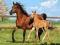 ! Puzzle 260 Castorland B-26784 Mare and Foal