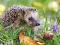 ! Puzzle 260 Castorland B-26777 Hedgehog