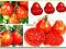 Pyszny Malinowy Pomidor Red Pear -Czerwona Gruszka