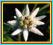 SZAROTKA ALPEJSKA - zamrożone kwiaty