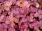 HEUCHERA ŻURAWKA BERRY SMOOTHIE C1,3 PROMOCJA