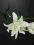 Kwiaty sztuczne Lilia kremowym