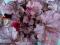 HEUCHERA ŻURAWKA PLUM PUDDING C1,3 PROMOCJA