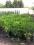 Żywotnikowiec variegata / thujopsis / 100 cm W-wa