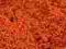 Papryka czerwona ostra mielona 100g