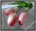 W343 Tulipan z listkami w pąku ** 2.cream/pink