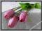 W343 Tulipan z listkami w pąku ** 3.lilac