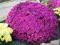 Chryzantema gruntowa ' PINK LADY'' -róża,liliowiec