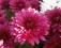 Chryzantema gruntowa , PINK  bis -  phlox ,dalia