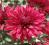 Chryzantema zimująca ,ZINZI ' - ,dalia,tuja