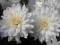 Chryzantema gruntowa , White Cloud -  phlox ,dalia