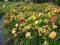 Liliowiec, liliowce, hemerocallis,  30 nasion .