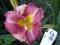 Liliowiec, liliowce, hemerocallis  bordowo-różowy