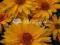 20 Heliopsis - żółty kwiat - kwitnie całe lato