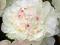 03 Paeonia Piwonia Festiva Maxima  zprzebarwieniem