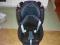 Fotelik samochodowy Maxi Cosi TOBI JET BLACK