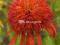 04 Echinacea - Jeżówka Summer Salsa  - kłącze