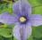 Clematis bylinowy Arabella OKRYWOWY KWITNACY HIT