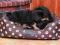 XL LEGOWISKO materac kanapa kojec PSA kota łóżko