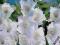 GLADIOLE WHITE PROSPER 10SZT ROZM.14/+ BARDZO DUŻE