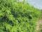 Cyclanthera pedata - Caigua 40 nasion najtaniej